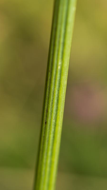 Scorzoneroides autumnalis / Dente di leone ramoso